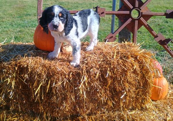 English Springer spaniel 1