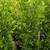 Ficus 5 thumbnail