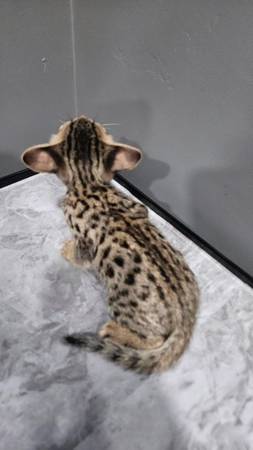 Seeking to rehome gorgeous Savannah kitten (San Leandro)63941477948290122