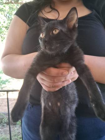 12 week old male cat (Wichita Falls)63852007193731120