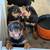 Rottweiler puppies 7 thumbnail