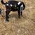 Meat type bucklings 1 thumbnail