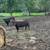 Bred cows 24 thumbnail