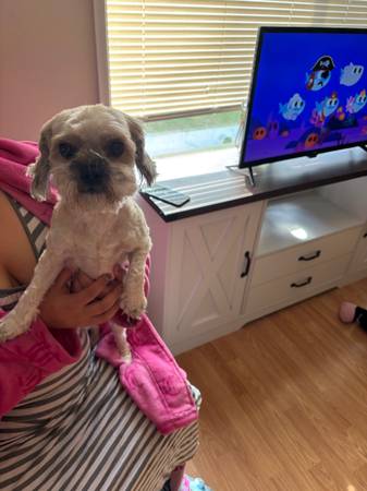 cruce de caniche y pequinés de cuatro años busca hogar (Vancouver)64144107715842120