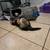 Male & Female Ferrets 6 thumbnail