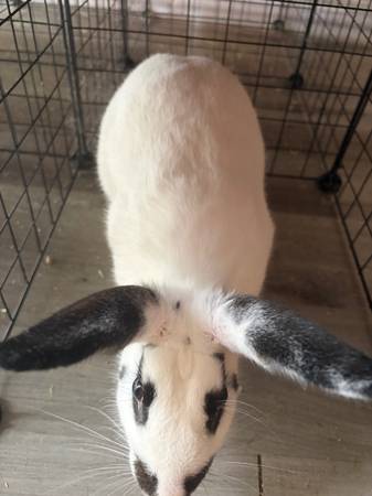 Rabbit needs home ASAP (Jonesborough)533780346616555521