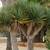 Dragon Trees ///// Dracaena draco 2 thumbnail