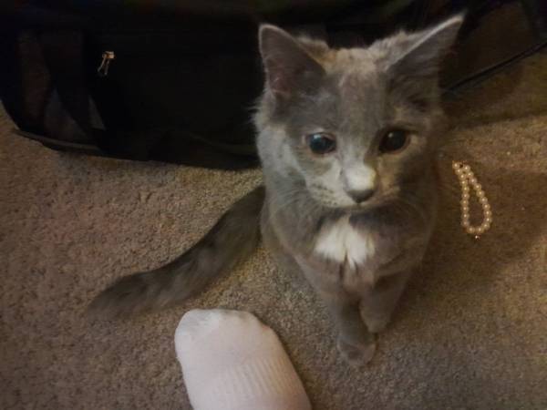 Free to a good home Gray Maine Coon (Greeneville)63903464352642122
