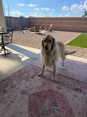 Goldendoodle63967288787459122