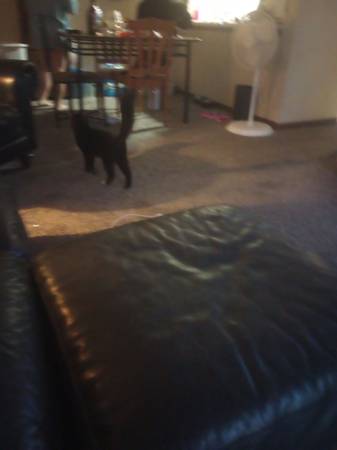 Cat for free 1