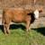 Heifer 2 thumbnail