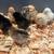 Easter Egger, Black Copper Maran, Golden Comet, Silkie Chicks 2 thumbnail