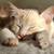 Orange 6 months old tabby girl 1 thumbnail