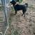 Labrador mix 2 thumbnail