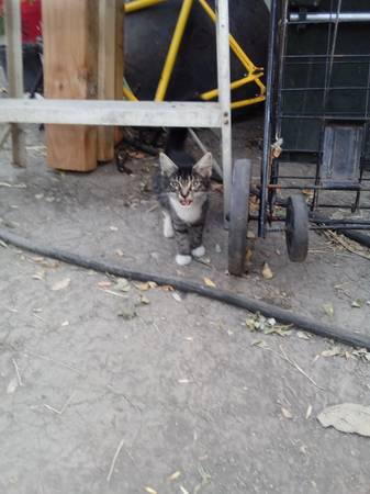 Kitten (North Sacramento)63881395257729123