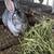 Meat Rabbit Breeding Stock 9 thumbnail