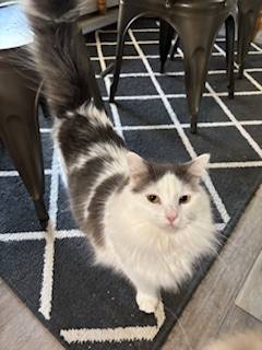 needing to find a home for a male cat 1