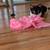 Kitten Batman 6 thumbnail