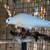 White Doves 1 thumbnail