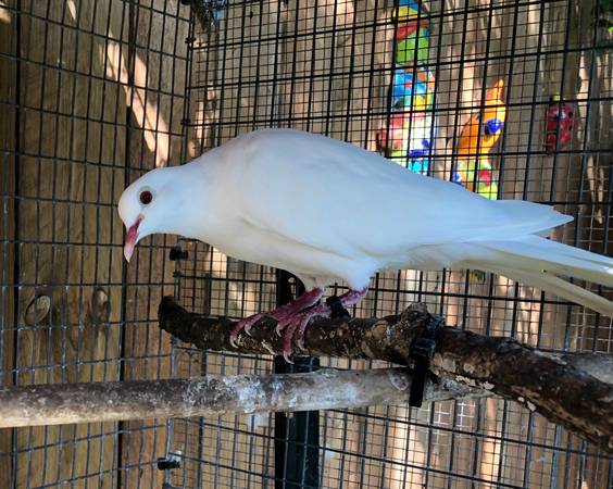 White Doves 1