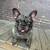 $$Miniature Frenchie for sale$$ 2 thumbnail