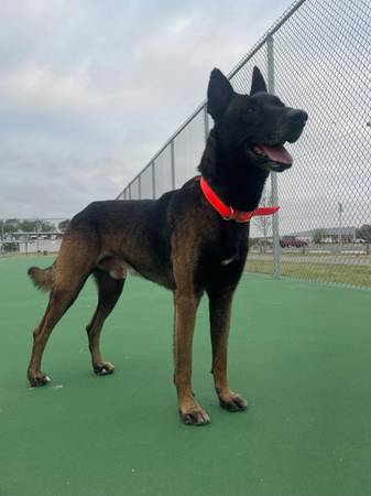 Malinois belga (Weslaco)64148953463683124