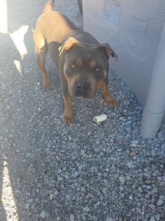Pitbull americano XL en busca de un hogar para toda la vida (Hercules, Pinole, San Pablo, El Sob)