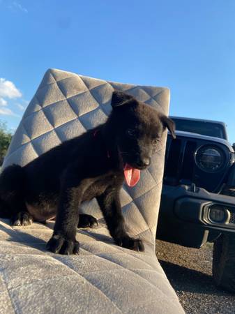 Malinois belga (Weslaco)64148953463683122