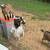 Goats 5 thumbnail