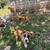 Boxer puppies 2 thumbnail
