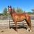 2.5 year old Appendix Mare 1 thumbnail