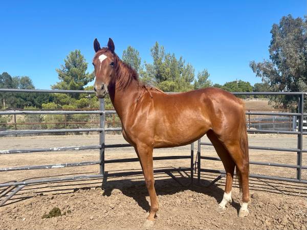 2.5 year old Appendix Mare 1