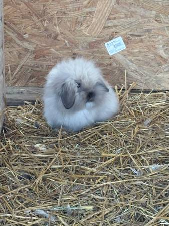 Baby Lionhead/Lop bunnies 1