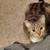 LOST CAT - "Arya" 3 thumbnail