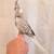 Young Cockatiel 2 thumbnail