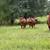 cows 13 thumbnail