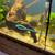 Aquarium Fish Electric Blue Acara 8 thumbnail