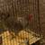 Beautiful Rooster for sale 4 thumbnail