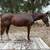 Horse gelding 3 thumbnail