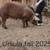 Pigs! 1 thumbnail