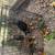 German Shepherd Belgian Malinios Puppies 5 thumbnail