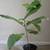 Live Ficus Lyrata (Fiddle Leaf Fig) Indoor Houseplant 2 thumbnail