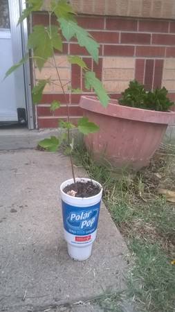 tree in a cup silver maple tree 1