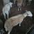 Sheep 12 thumbnail