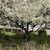 Trees for sale 3 thumbnail