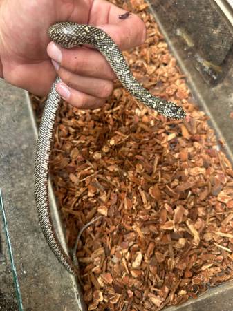 Speckled king snake 1