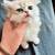 British longhair 1 thumbnail