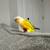 Green Cheek Conure 6 thumbnail