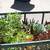 Summer Time Succulents 3 thumbnail