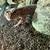 Leopard gecko 2 thumbnail